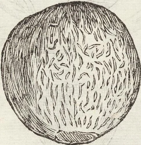 An illustration from Vlyssis Aldrovandi Patricii Bononiensis Monstrorvm Historia: cum Indice copiosissimo, 1642, leaf 727