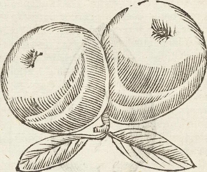 An illustration from Vlyssis Aldrovandi Patricii Bononiensis Monstrorvm Historia: cum Indice copiosissimo, 1642, leaf 728