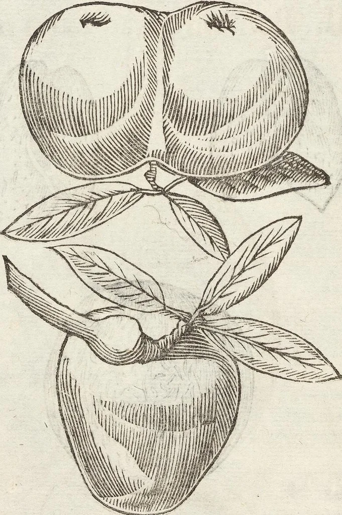 An illustration from Vlyssis Aldrovandi Patricii Bononiensis Monstrorvm Historia: cum Indice copiosissimo, 1642, leaf 728