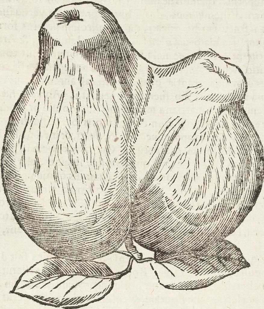 An illustration from Vlyssis Aldrovandi Patricii Bononiensis Monstrorvm Historia: cum Indice copiosissimo, 1642, leaf 729
