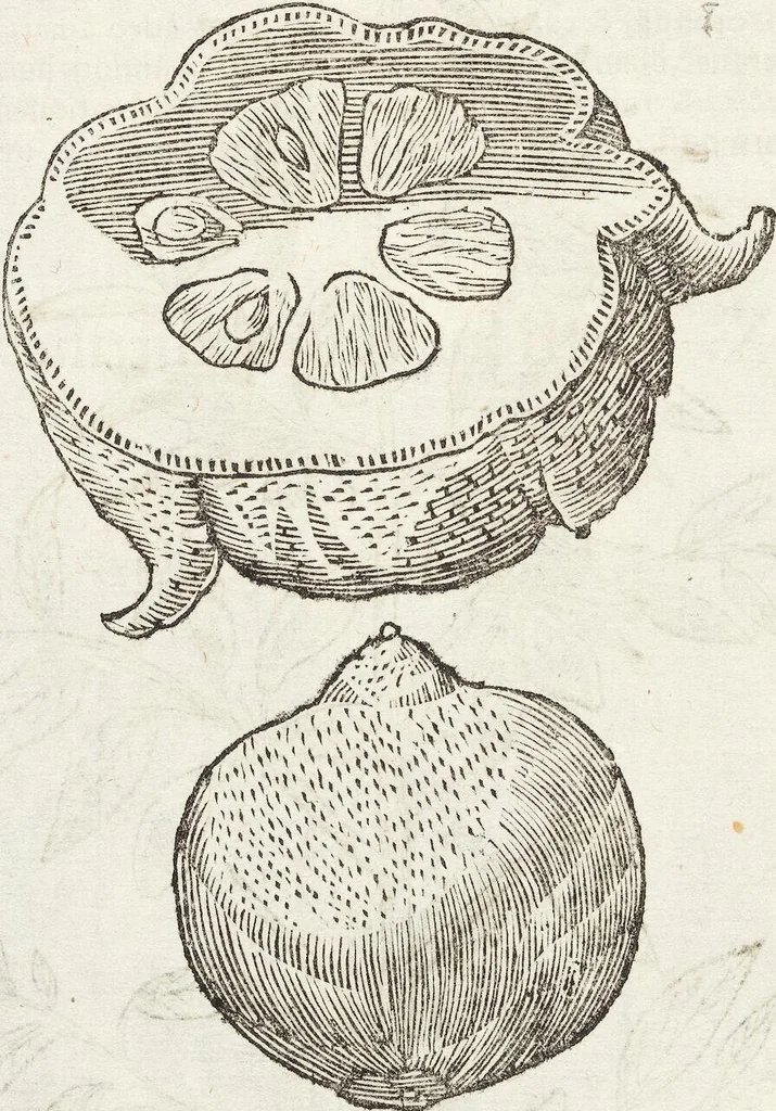 An illustration from Vlyssis Aldrovandi Patricii Bononiensis Monstrorvm Historia: cum Indice copiosissimo, 1642, leaf 732