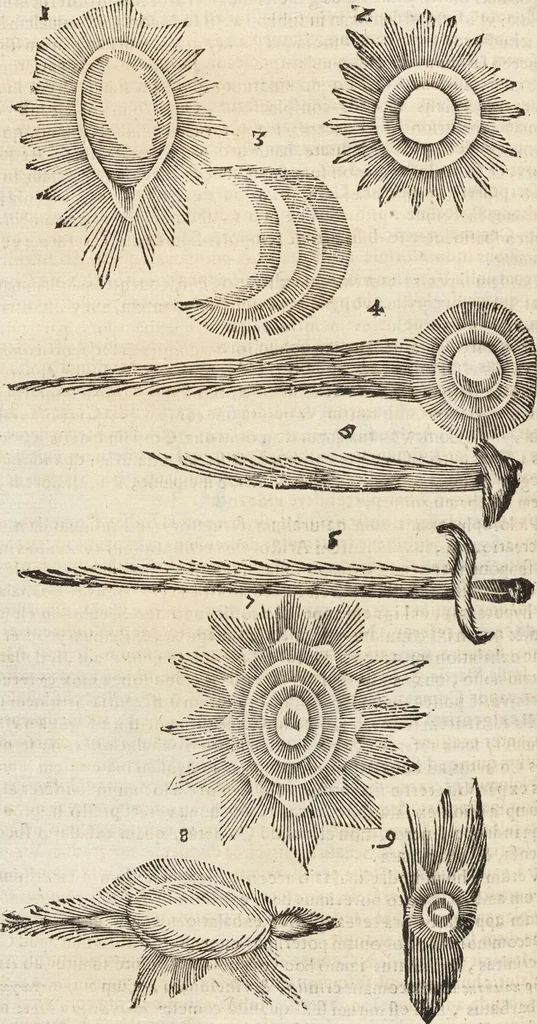 An illustration from Vlyssis Aldrovandi Patricii Bononiensis Monstrorvm Historia: cum Indice copiosissimo, 1642, leaf 742