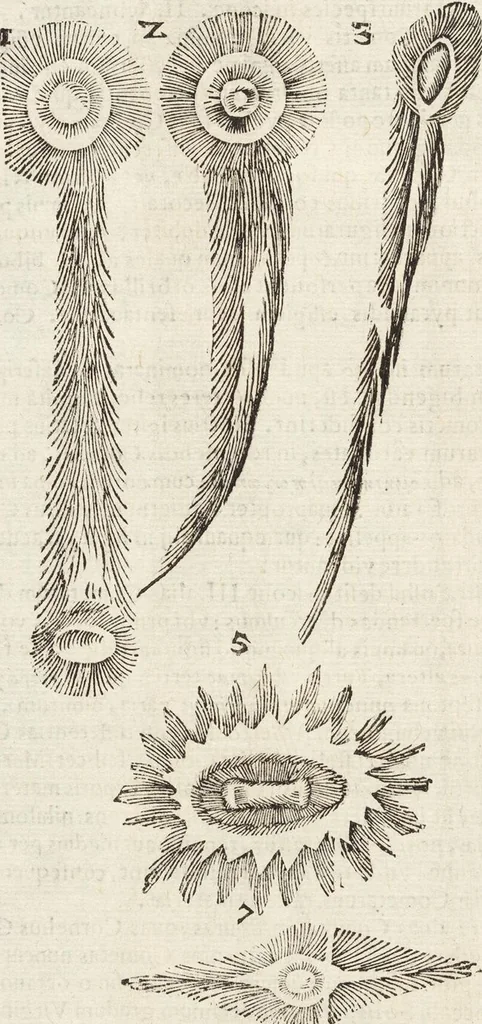 An illustration from Vlyssis Aldrovandi Patricii Bononiensis Monstrorvm Historia: cum Indice copiosissimo, 1642, leaf 744