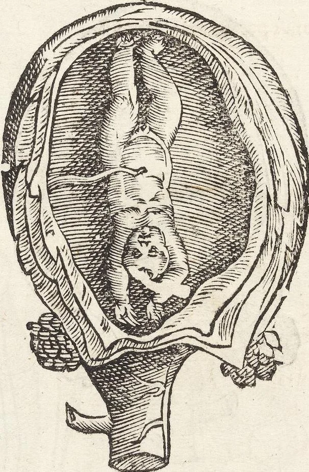 An illustration from Vlyssis Aldrovandi Patricii Bononiensis Monstrorvm Historia: cum Indice copiosissimo, 1642, leaf 76