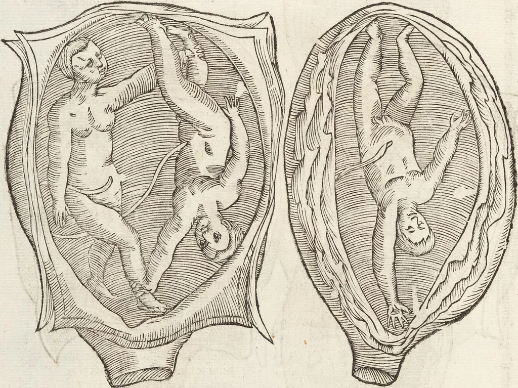 An illustration from Vlyssis Aldrovandi Patricii Bononiensis Monstrorvm Historia: cum Indice copiosissimo, 1642, leaf 78