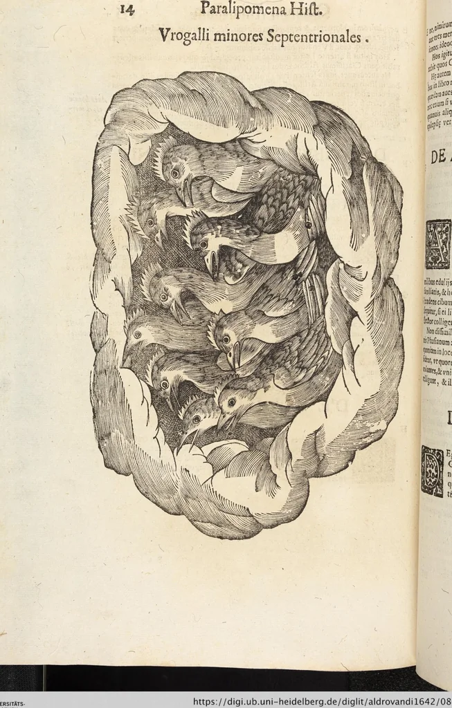 An illustration from Vlyssis Aldrovandi Patricii Bononiensis Monstrorvm Historia: cum Indice copiosissimo, 1642, leaf 808
