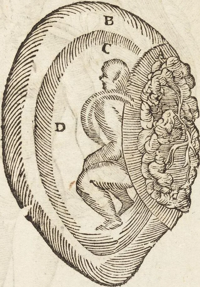 An illustration from Vlyssis Aldrovandi Patricii Bononiensis Monstrorvm Historia: cum Indice copiosissimo, 1642, leaf 81