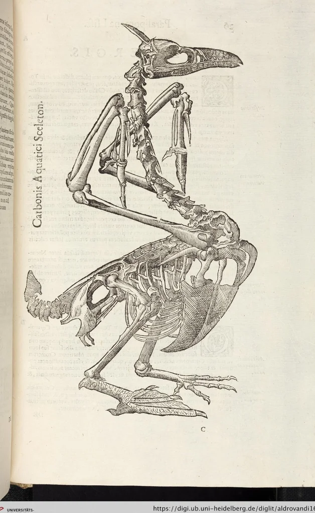 An illustration from Vlyssis Aldrovandi Patricii Bononiensis Monstrorvm Historia: cum Indice copiosissimo, 1642, leaf 819
