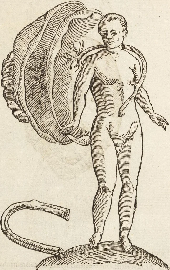 An illustration from Vlyssis Aldrovandi Patricii Bononiensis Monstrorvm Historia: cum Indice copiosissimo, 1642, leaf 82