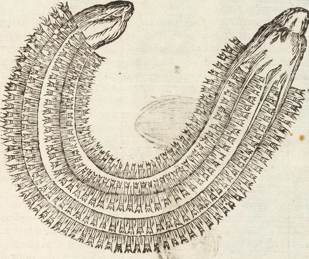 An illustration from Vlyssis Aldrovandi Patricii Bononiensis Monstrorvm Historia: cum Indice copiosissimo, 1642, leaf 827