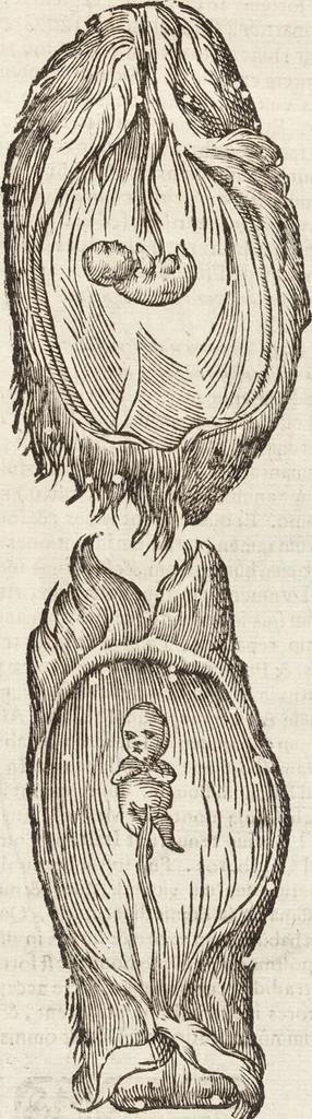 An illustration from Vlyssis Aldrovandi Patricii Bononiensis Monstrorvm Historia: cum Indice copiosissimo, 1642, leaf 83