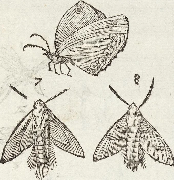 An illustration from Vlyssis Aldrovandi Patricii Bononiensis Monstrorvm Historia: cum Indice copiosissimo, 1642, leaf 831