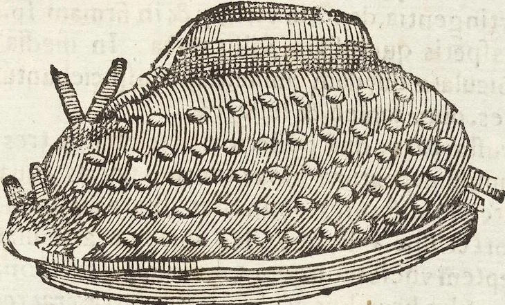 An illustration from Vlyssis Aldrovandi Patricii Bononiensis Monstrorvm Historia: cum Indice copiosissimo, 1642, leaf 839