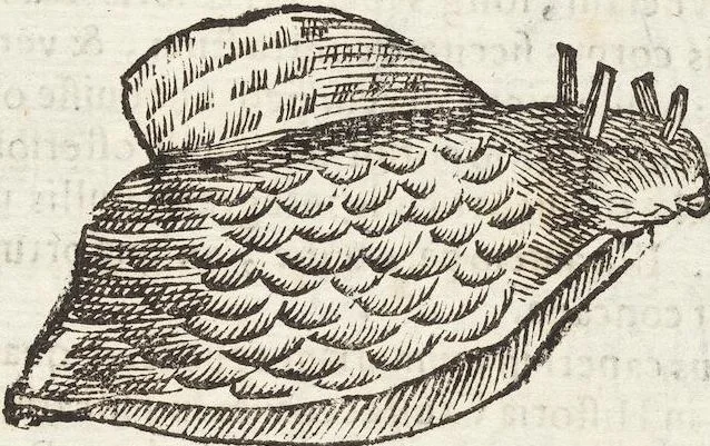 An illustration from Vlyssis Aldrovandi Patricii Bononiensis Monstrorvm Historia: cum Indice copiosissimo, 1642, leaf 839