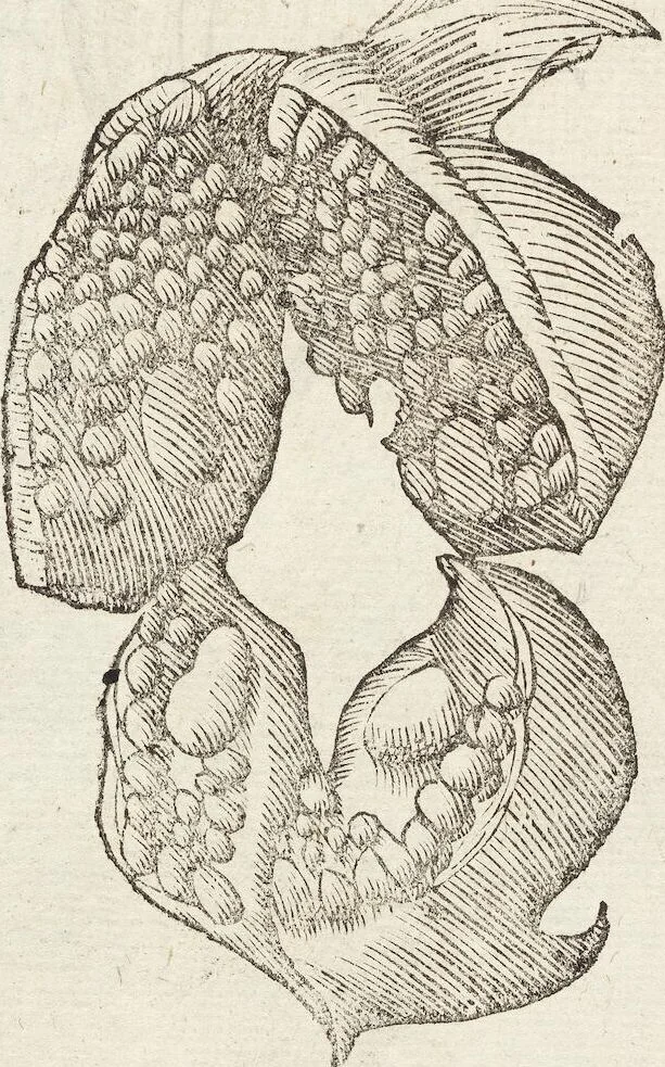 An illustration from Vlyssis Aldrovandi Patricii Bononiensis Monstrorvm Historia: cum Indice copiosissimo, 1642, leaf 850
