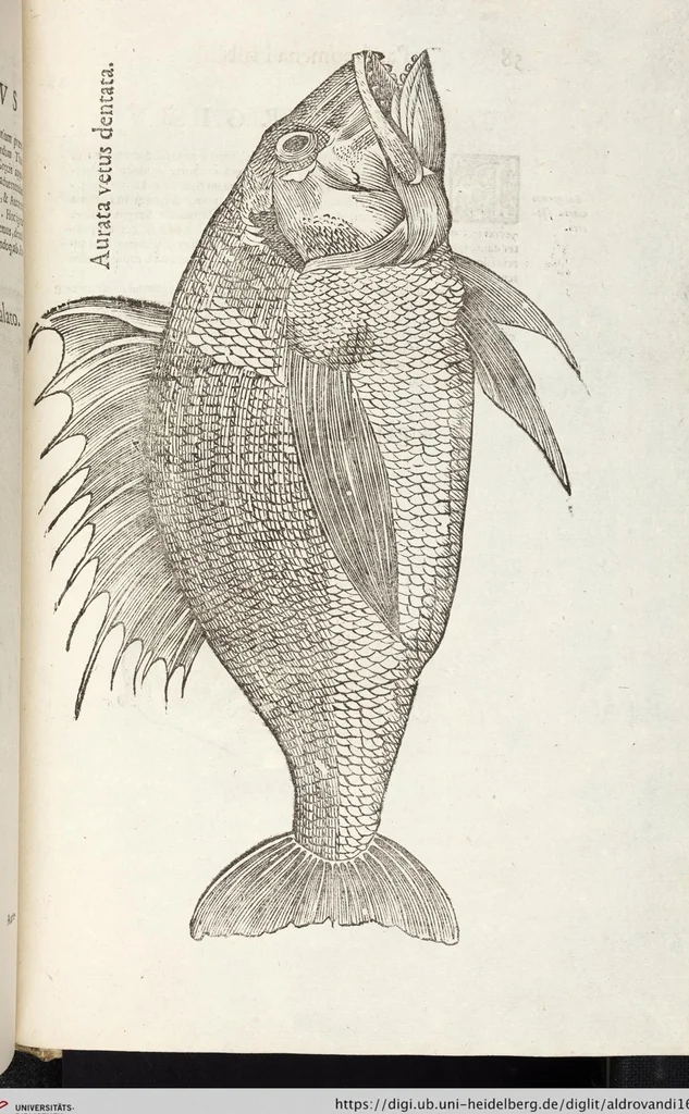 An illustration from Vlyssis Aldrovandi Patricii Bononiensis Monstrorvm Historia: cum Indice copiosissimo, 1642, leaf 851