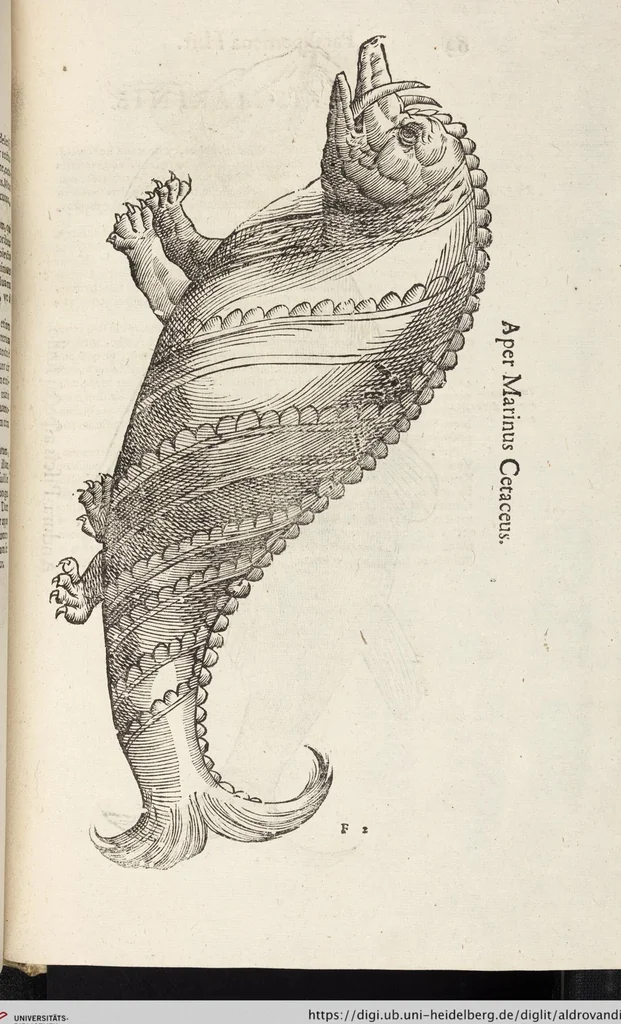 An illustration from Vlyssis Aldrovandi Patricii Bononiensis Monstrorvm Historia: cum Indice copiosissimo, 1642, leaf 857