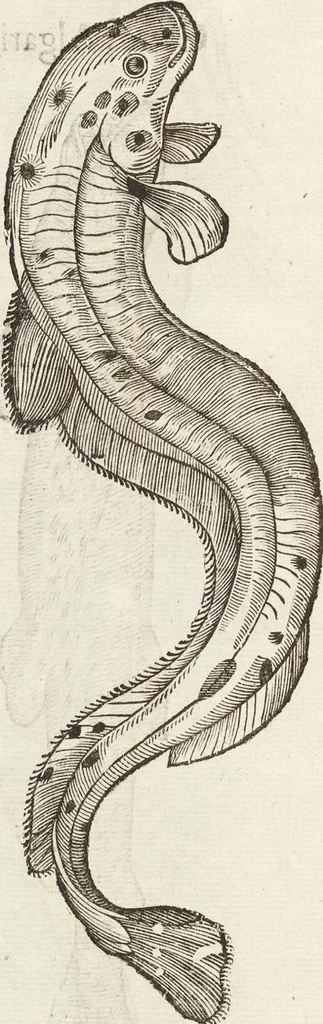An illustration from Vlyssis Aldrovandi Patricii Bononiensis Monstrorvm Historia: cum Indice copiosissimo, 1642, leaf 862