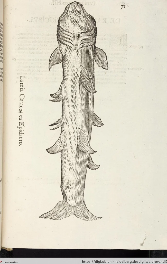 An illustration from Vlyssis Aldrovandi Patricii Bononiensis Monstrorvm Historia: cum Indice copiosissimo, 1642, leaf 865