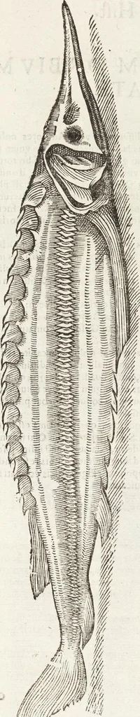 An illustration from Vlyssis Aldrovandi Patricii Bononiensis Monstrorvm Historia: cum Indice copiosissimo, 1642, leaf 869