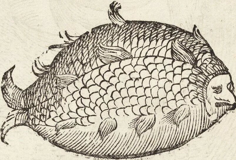 An illustration from Vlyssis Aldrovandi Patricii Bononiensis Monstrorvm Historia: cum Indice copiosissimo, 1642, leaf 872