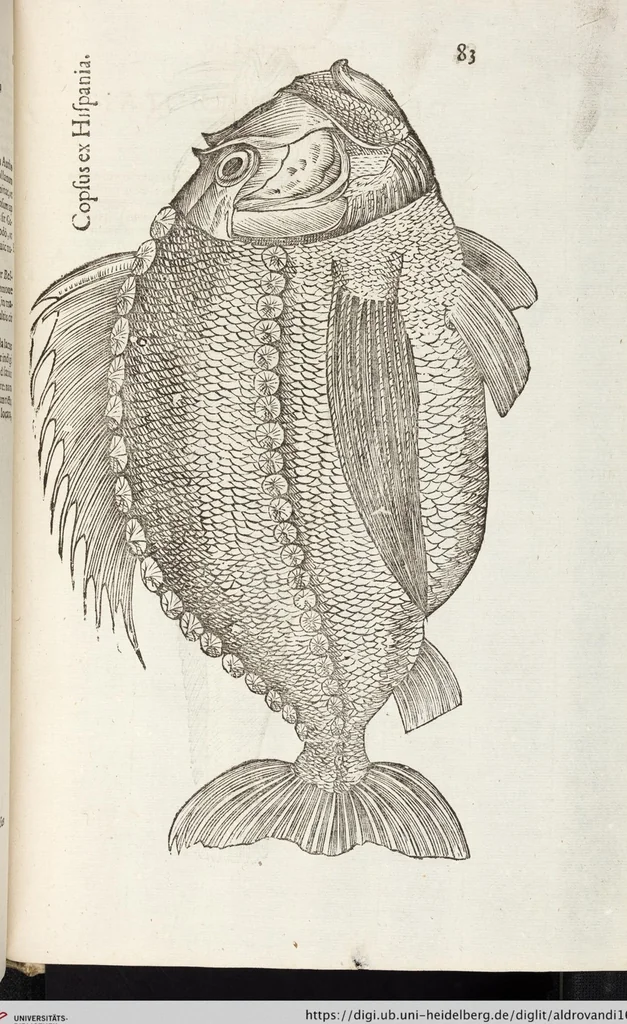 An illustration from Vlyssis Aldrovandi Patricii Bononiensis Monstrorvm Historia: cum Indice copiosissimo, 1642, leaf 877