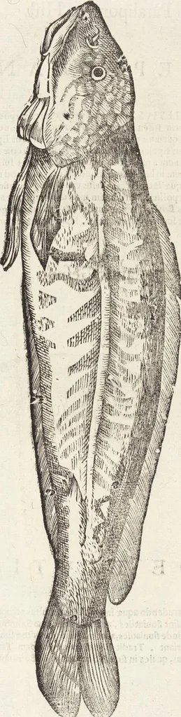 An illustration from Vlyssis Aldrovandi Patricii Bononiensis Monstrorvm Historia: cum Indice copiosissimo, 1642, leaf 879