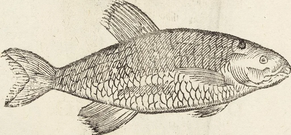 An illustration from Vlyssis Aldrovandi Patricii Bononiensis Monstrorvm Historia: cum Indice copiosissimo, 1642, leaf 880