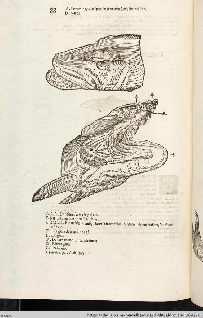 An illustration from Vlyssis Aldrovandi Patricii Bononiensis Monstrorvm Historia: cum Indice copiosissimo, 1642, leaf 882