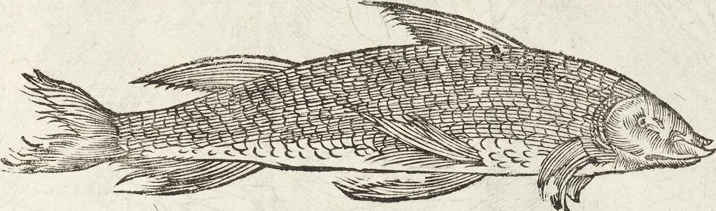 An illustration from Vlyssis Aldrovandi Patricii Bononiensis Monstrorvm Historia: cum Indice copiosissimo, 1642, leaf 889