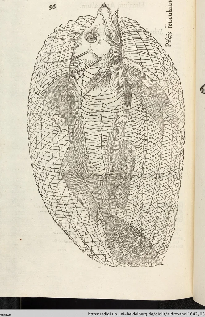 An illustration from Vlyssis Aldrovandi Patricii Bononiensis Monstrorvm Historia: cum Indice copiosissimo, 1642, leaf 890