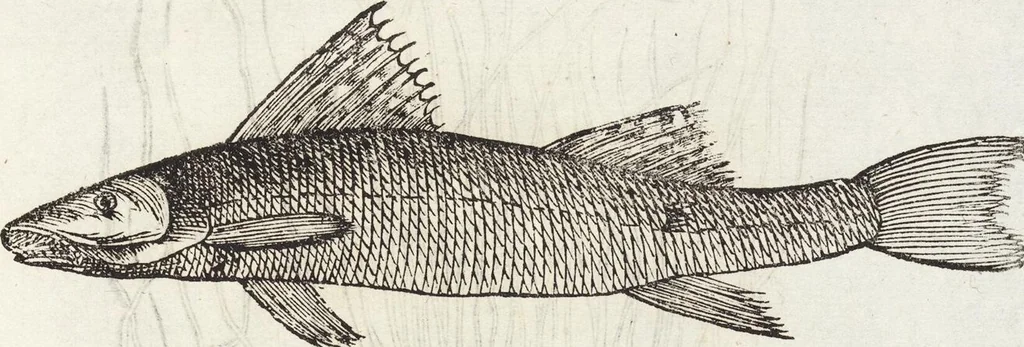 An illustration from Vlyssis Aldrovandi Patricii Bononiensis Monstrorvm Historia: cum Indice copiosissimo, 1642, leaf 891