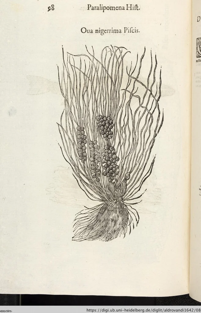 An illustration from Vlyssis Aldrovandi Patricii Bononiensis Monstrorvm Historia: cum Indice copiosissimo, 1642, leaf 892