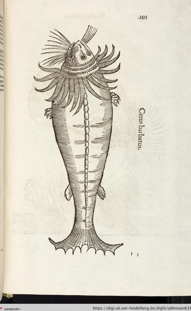An illustration from Vlyssis Aldrovandi Patricii Bononiensis Monstrorvm Historia: cum Indice copiosissimo, 1642, leaf 895