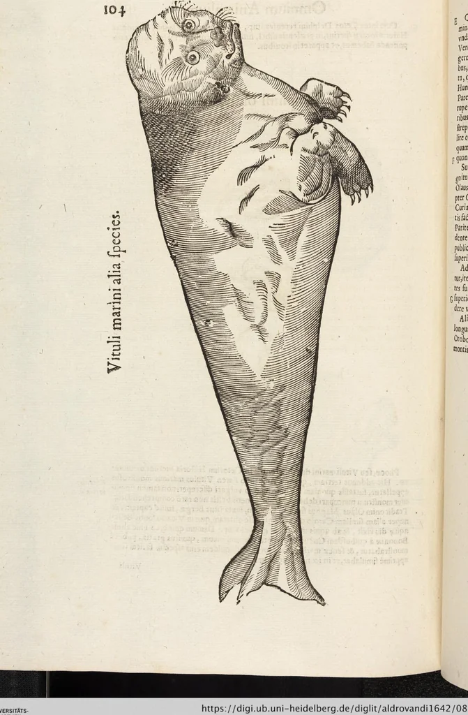 An illustration from Vlyssis Aldrovandi Patricii Bononiensis Monstrorvm Historia: cum Indice copiosissimo, 1642, leaf 898