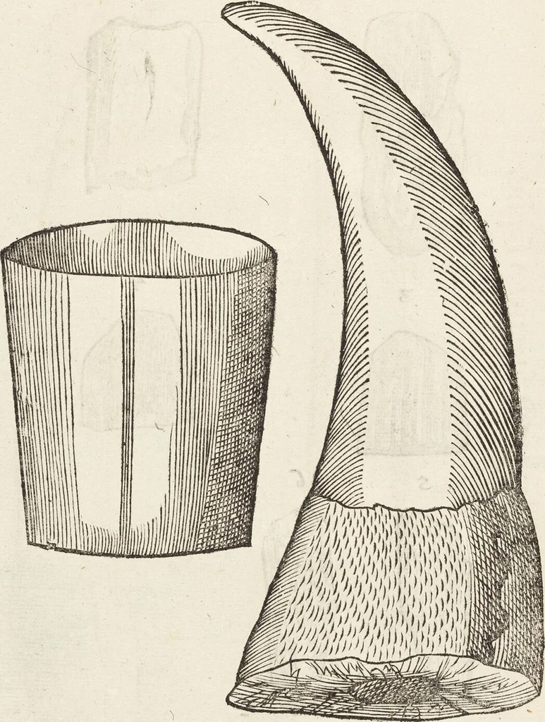 An illustration from Vlyssis Aldrovandi Patricii Bononiensis Monstrorvm Historia: cum Indice copiosissimo, 1642, leaf 910