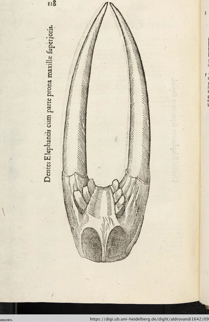 An illustration from Vlyssis Aldrovandi Patricii Bononiensis Monstrorvm Historia: cum Indice copiosissimo, 1642, leaf 912