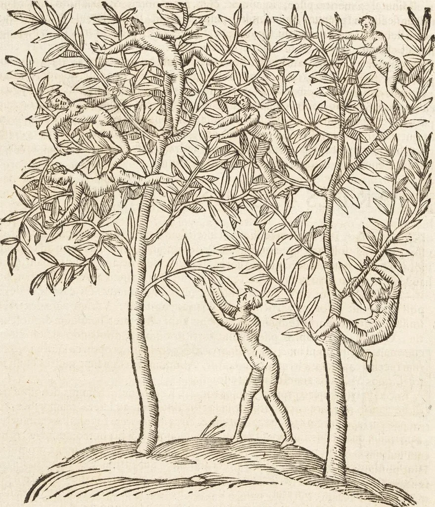 An illustration from Vlyssis Aldrovandi Patricii Bononiensis Monstrorvm Historia: cum Indice copiosissimo, 1642, leaf 92
