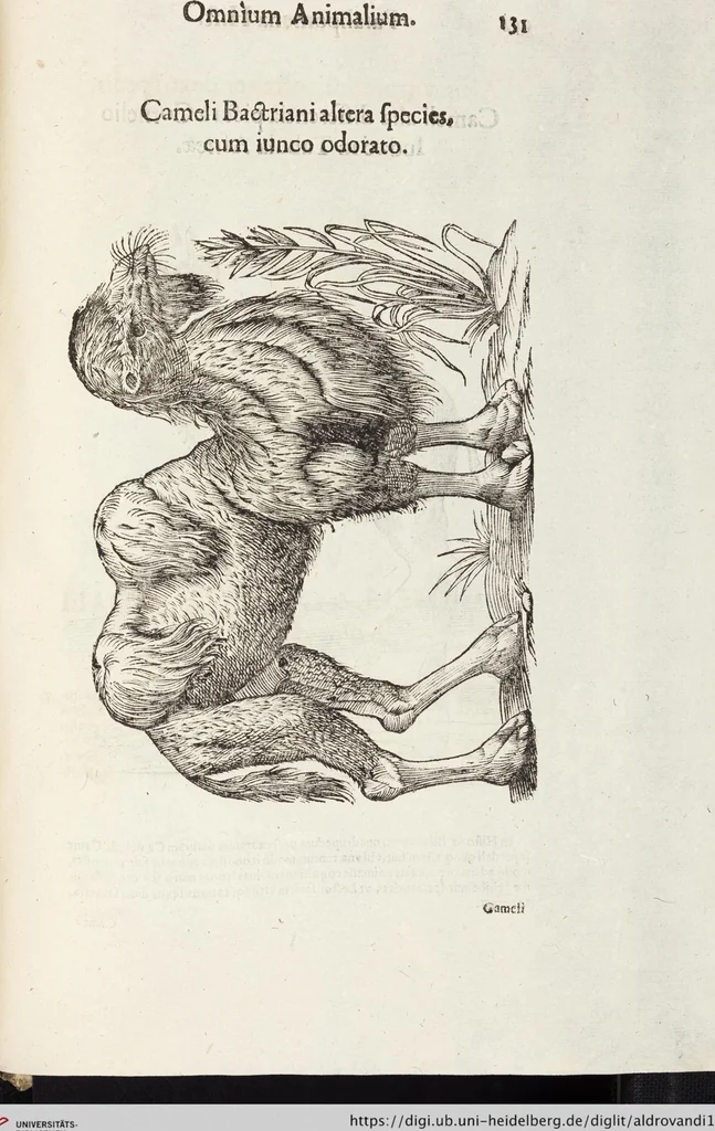 An illustration from Vlyssis Aldrovandi Patricii Bononiensis Monstrorvm Historia: cum Indice copiosissimo, 1642, leaf 925