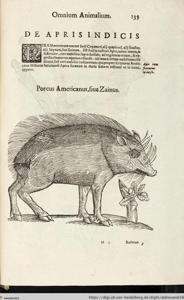 An illustration from Vlyssis Aldrovandi Patricii Bononiensis Monstrorvm Historia: cum Indice copiosissimo, 1642, leaf 929