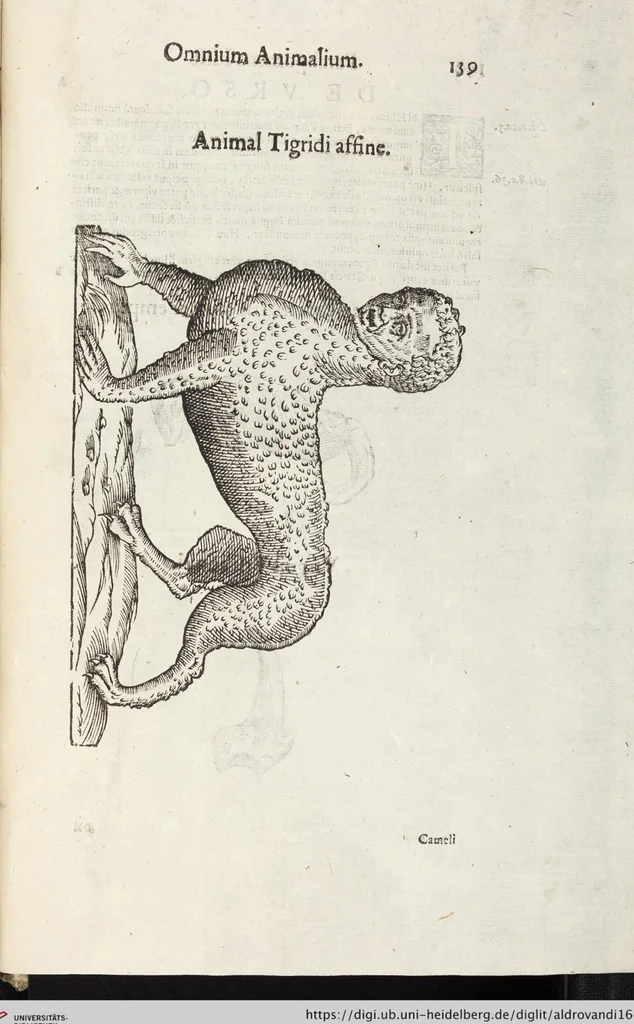 An illustration from Vlyssis Aldrovandi Patricii Bononiensis Monstrorvm Historia: cum Indice copiosissimo, 1642, leaf 933
