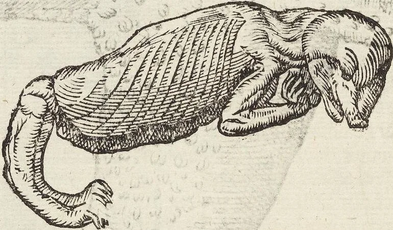 An illustration from Vlyssis Aldrovandi Patricii Bononiensis Monstrorvm Historia: cum Indice copiosissimo, 1642, leaf 934