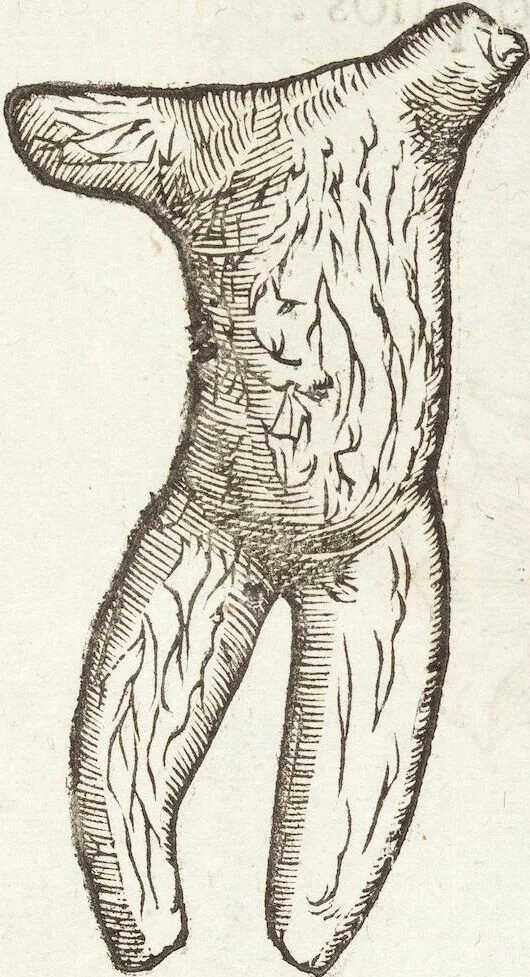 An illustration from Vlyssis Aldrovandi Patricii Bononiensis Monstrorvm Historia: cum Indice copiosissimo, 1642, leaf 951