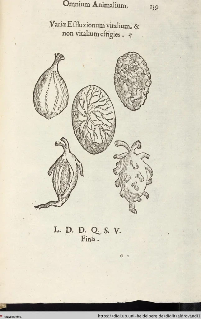 An illustration from Vlyssis Aldrovandi Patricii Bononiensis Monstrorvm Historia: cum Indice copiosissimo, 1642, leaf 953