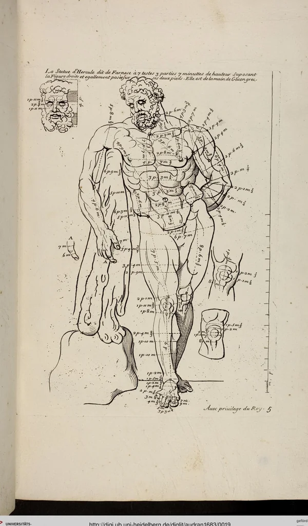 An illustration from Les Proportions Du Corps Humain: Mesurées sur les plus belles Figures de l'Antiquité, 1683, leaf 19