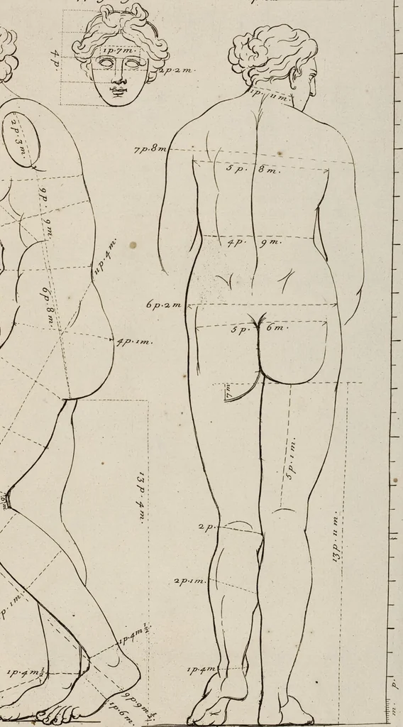 An illustration from Les Proportions Du Corps Humain: Mesurées sur les plus belles Figures de l'Antiquité, 1683, leaf 30