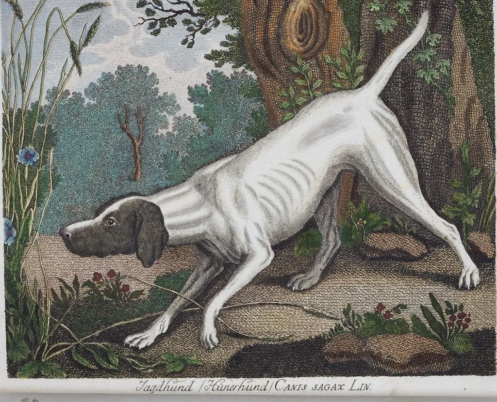 An illustration from (Band 1): Erstes Hundert, 1795, leaf 144