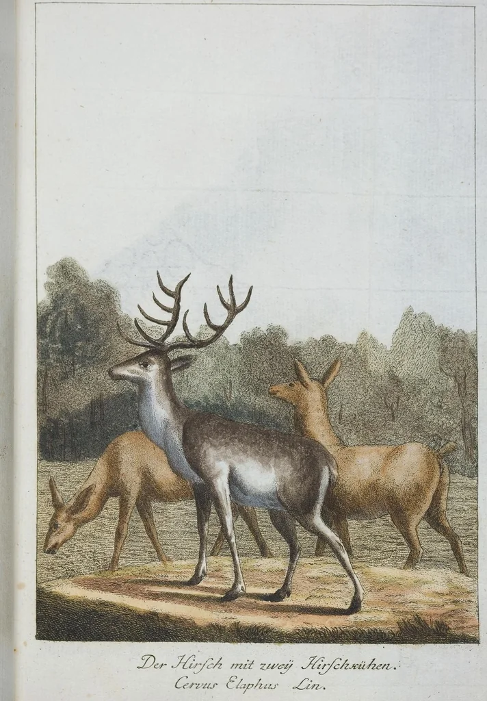 An illustration from (Band 1): Erstes Hundert, 1795, leaf 145