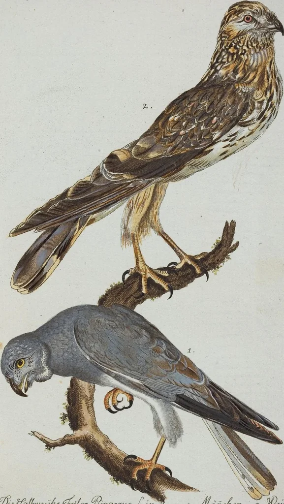 An illustration from (Band 1): Erstes Hundert, 1795, leaf 146