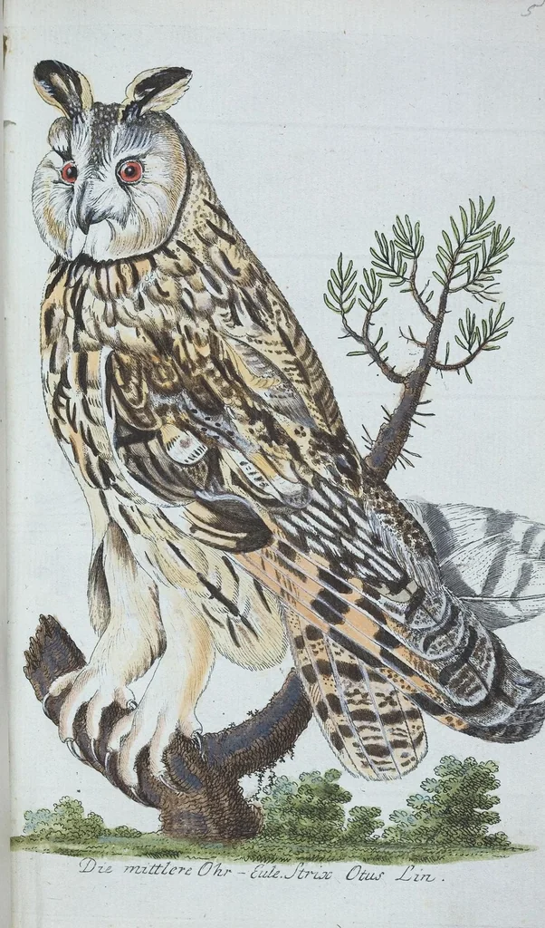 An illustration from (Band 1): Erstes Hundert, 1795, leaf 147